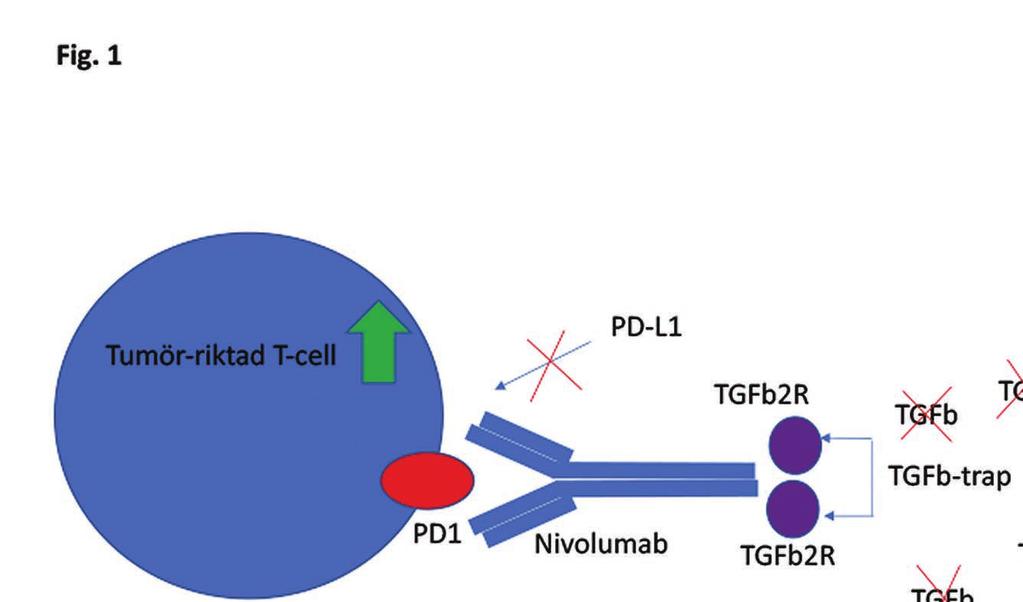 Figur 1. Kombinerad aktivering av tumör-riktade T-celler och blockering av regulatoriska T-celler: M7824 är ett multifunktionellt protein bestående av nivolumab och delar av TGFb-receptorer.