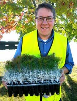 SCA Skogs plantverksamhet NorrPlant består av Bogrundets och Wifstamons plantskolor i Timrå kommun. Här odlar och levererar man cirka 100 miljoner plantor varje år.