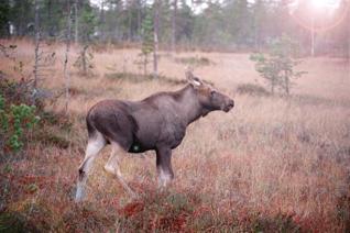 Vildsvin, älg, rådjur,