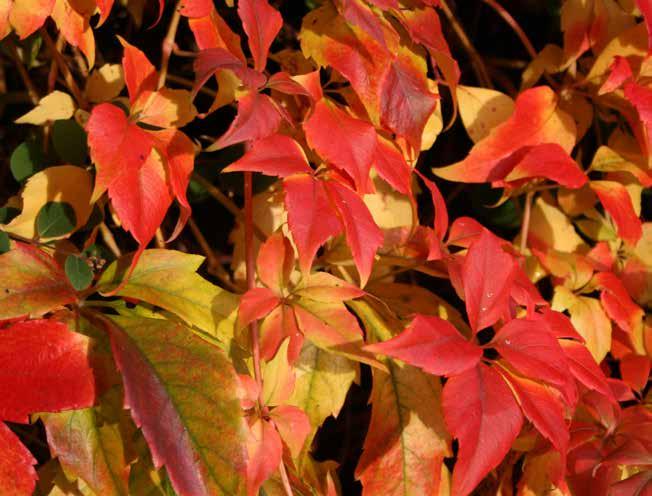 MARK & TRÄDGÅRD Nu har hösten slagit till vilket innebär är vi går mot färgrika träd och buskar i trädgården som man inte bör missa.