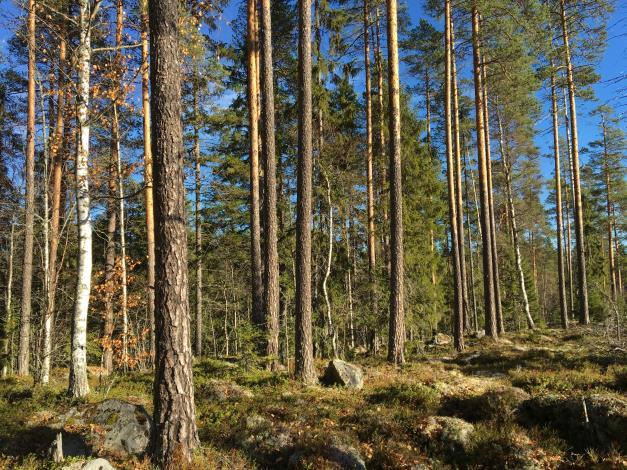 Belägenhet Sundbäck 7:3 utgörs av 7 lättillgängliga skiften/skiftesgrupper. Se översiktskarta i skala :00 000 samt skogskarta i skala :0 000.