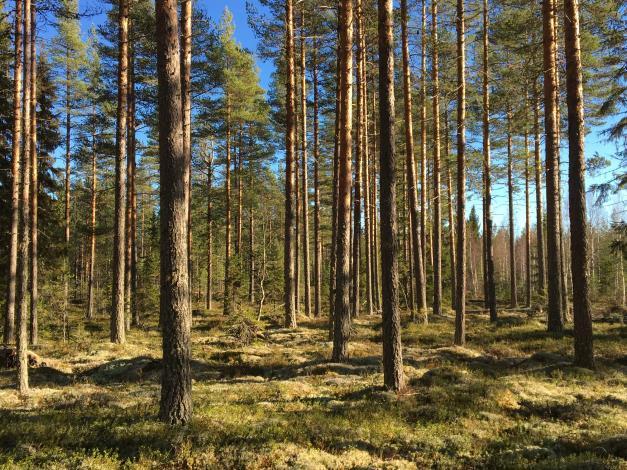 uppsägning till jakträttsinnehavaren samt meddelat uppsägningen till viltvårdsområdet. Fastighetsgränser Fastighetens gränser kan vara bristfälligt uppmarkerade.