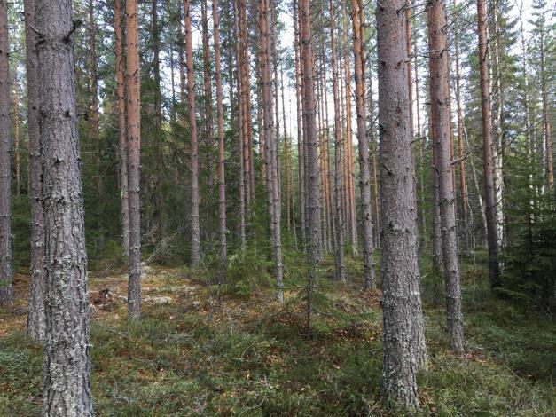 Andel: 5,952% Orsa Sundbäck S:50 Delägarsamfällighet. Väg fäbodskogen. Andel: 50,0% Natur och Kultur På Sundbäck 7:3 finns det inga registrerade nyckelbiotoper eller kultur/fornlämningar.