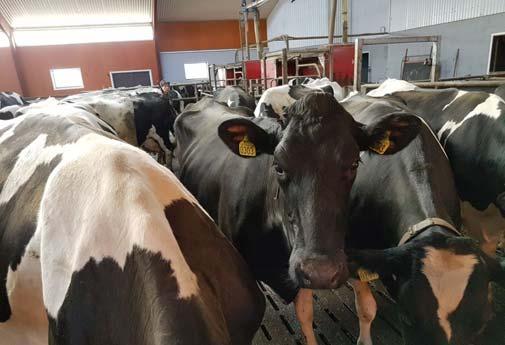 Möjligheter och begränsningar med digitalisering och elektroniska hjälpmedel i mjölkproduktionen Anders Herlin Biosystem och teknologi Agenda Inledning Precision Livestock Farming för