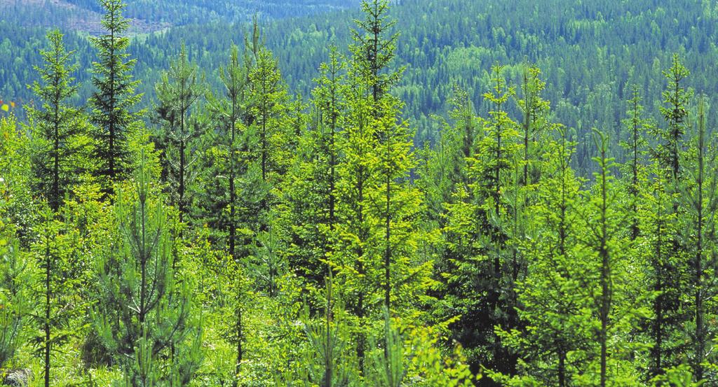 V- V- Röd SCA Skog A A.TALIANA -åriga oh äldre högst 00.000 kr. 80 m. Tillägg 0 m vid vunna 80.00 kr. Pris:.000-.00-8.000-.00-.00-.00-(.00)-(.00) kr.