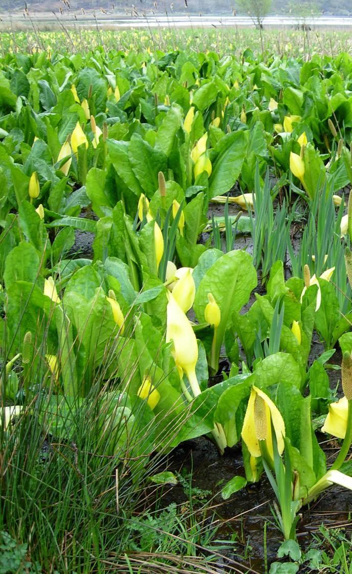 Vad gör Naturvårdsverket och Havs- och vattenmyndigheten?