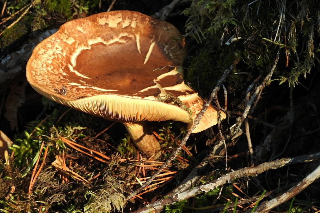 Om du hellre läser meddelandet i w ebbläddraren, klicka här 5/2018 12.10.