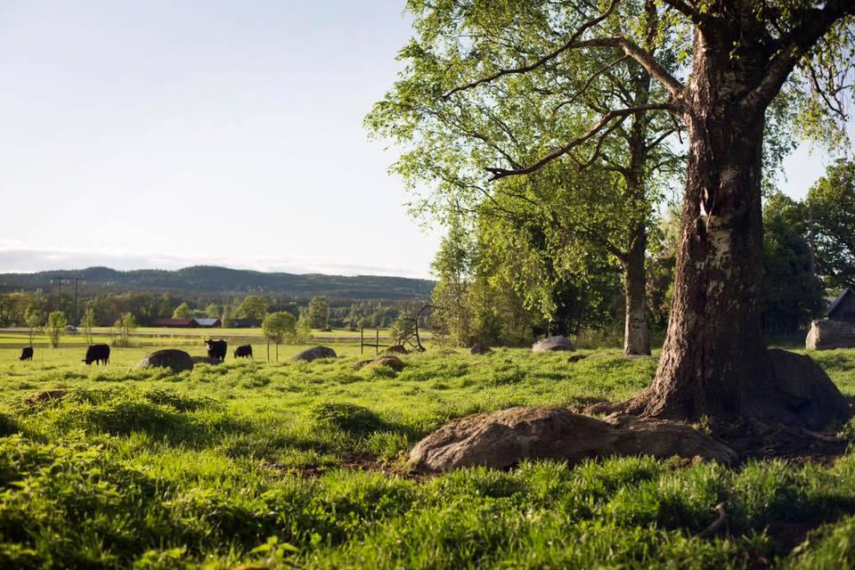 com/best-of-whats-new-2015/engineering Använd naturbetenöppna landskap är