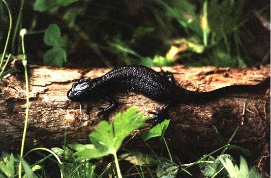 Institutionen för Biologi & Miljövetenskap Inventering av större vattensalamander (Triturus cristatus) i delar av Boxholms, Kinda, Mjölby