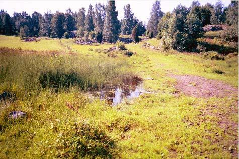 42) Pikedal 1 Area: <50 m 2 Typ: Kreatursdamm med gäddnate (Potamogeton natans) mannagräs (Glyceria fluitans) och sjöfräken (Equisetum fluviatile) som karaktärsväxter.
