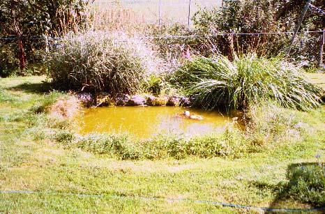 Dessutom fångades och fotograferades våren 2003 ett adult exemplar av större vattensalamander av barnen till markens brukare (muntl. Sven-Olof Karlsson, Pikedal 2003).