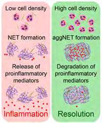 CUTTING EDGE Lenka Petru, Martin Herrmann Neutrophils promote initiation of inflammation in gout Gout is one of the most common forms of inflammatory of arthritis.