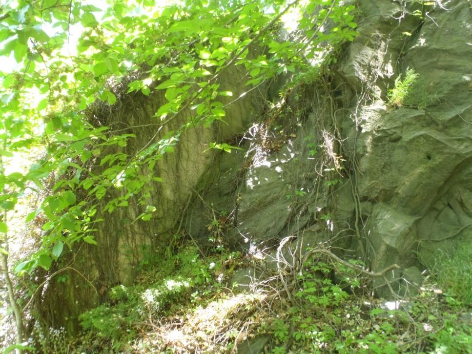 Figur 21: bergslänten bakom de två servicebyggnaderna, med en äldre stödmur och med bultade block. Rik växtlighet.