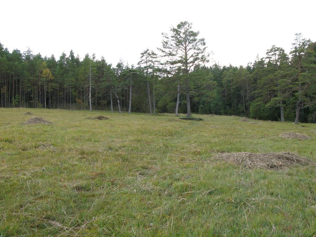 Kärna mosse naturreservat, en av tre lokaler i Linköpings kommun som hyser kalkkärrsgrynsnäckan. Det öppna kärrplanet slåttras årligen för att naturvärdena ska bibehållas. Foto Gunnar Ölfvingsson.