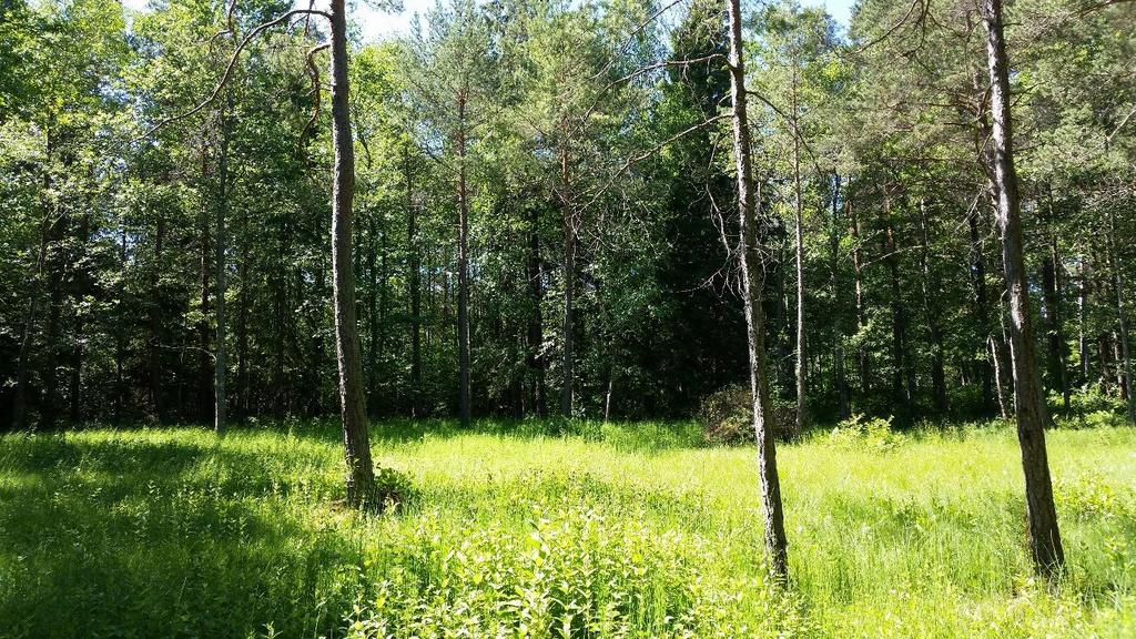 Området har en fin kalkgynnad flora men visar vissa tendenser till igenväxning av alsly. Foto Johan Molin.