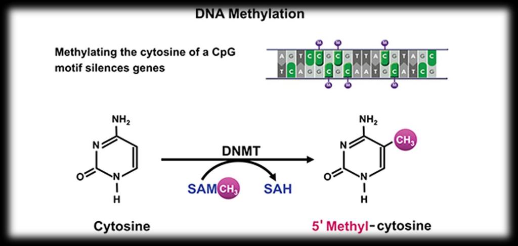 DNA metylering är en process där metylgrupper binds in till specifika regioner i DNAt så kallade CpG-öar CpG-öar finns i