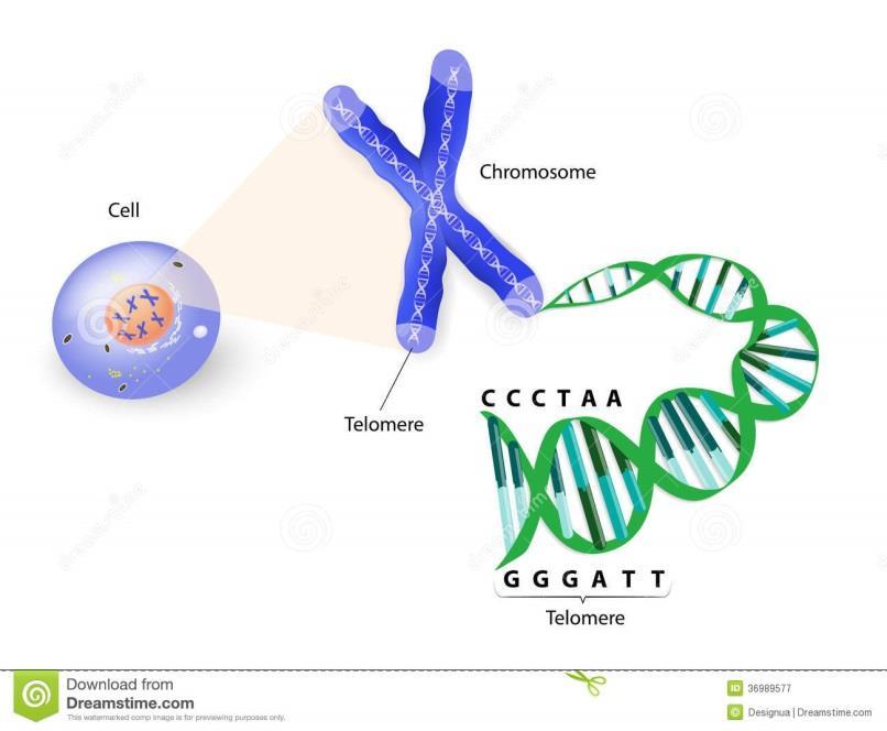 Telomerer är specialiserade, långa DNA-protein strukturer på slutet av kromosomerna TTAGGG TTAGGG