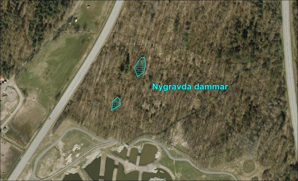 Större vattensalamander och åkergroda Två nya dammar har grävts norr om Logistikcentrum,