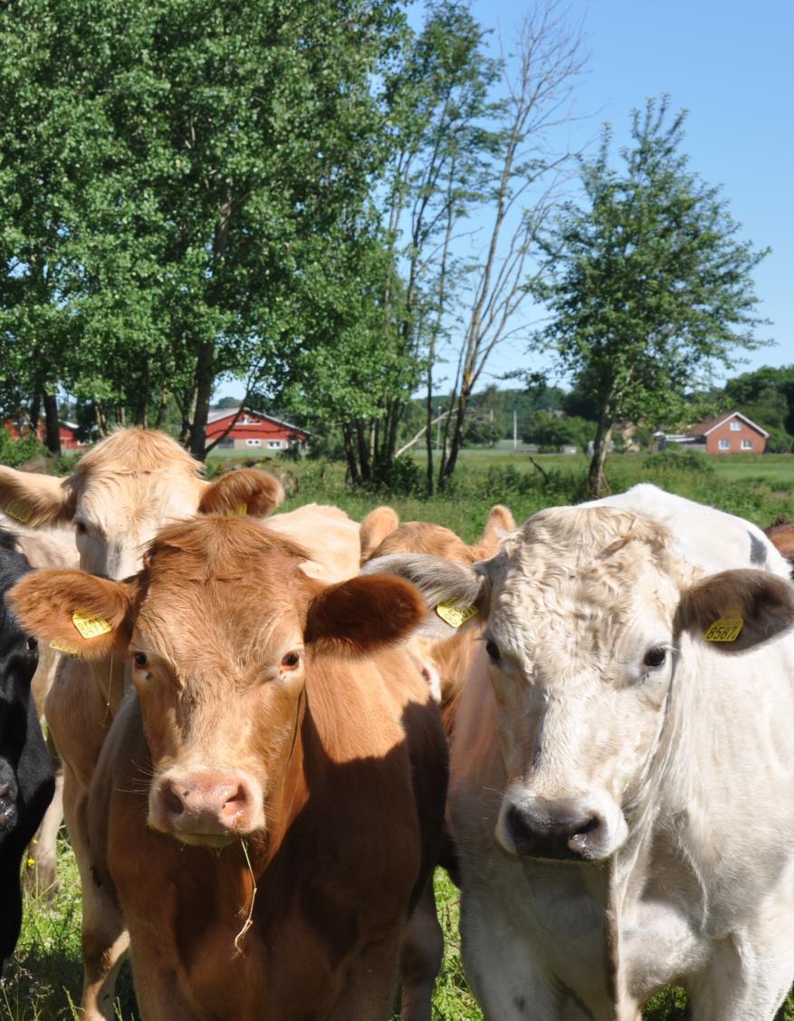 Foto SLU, Skara Efterfrågedriven innovation för högre kvalitet på nöt- och lammkött Ett treårigt EU-finansierat projekt med målsättning att skapa bättre förutsättningar för nöt- och