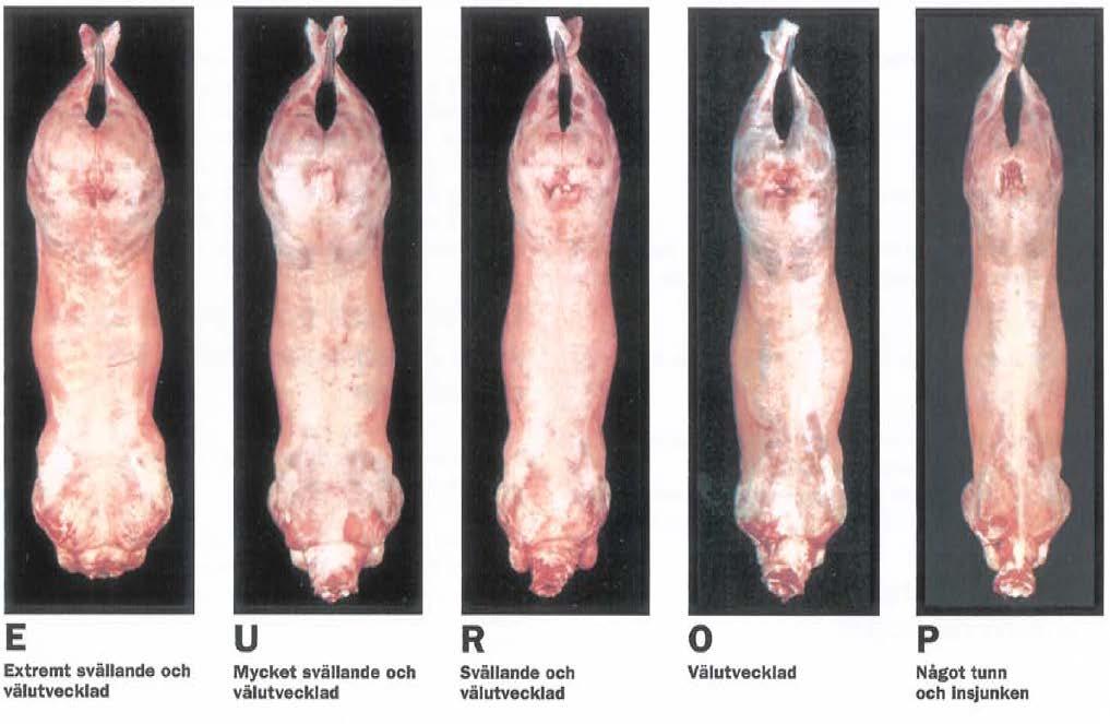 Uppgifter från litteraturen om kroppsform Klassning kroppsform Sverige Slaktkropparnas köttinnehåll uppskattas genom en bedömning av kropparnas form (SJV, 2004).
