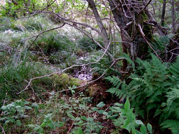 Stränderna är låglänta och steniga bortsett från fastighetens : nordöstra strand, där berget stupar brant från + 0 m till havet. Största delen av området består av berg och impediment.