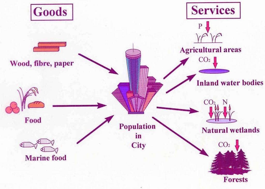 Städers beroende av ekosystem Källa: Folke et al. 1997.