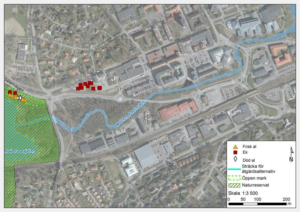 Strandvegetationen i området består främst av alluvial lövskog 4, vass och videbuskage. Strandskogen i området är klassad som en prioriterad skyddsvärd naturtyp enligt habitatdirektivet.