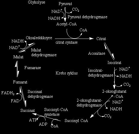 Tiamin vitamin B1 Ko-faktor α-ketoglutaric dehydrogenase Branched chain ketoacid
