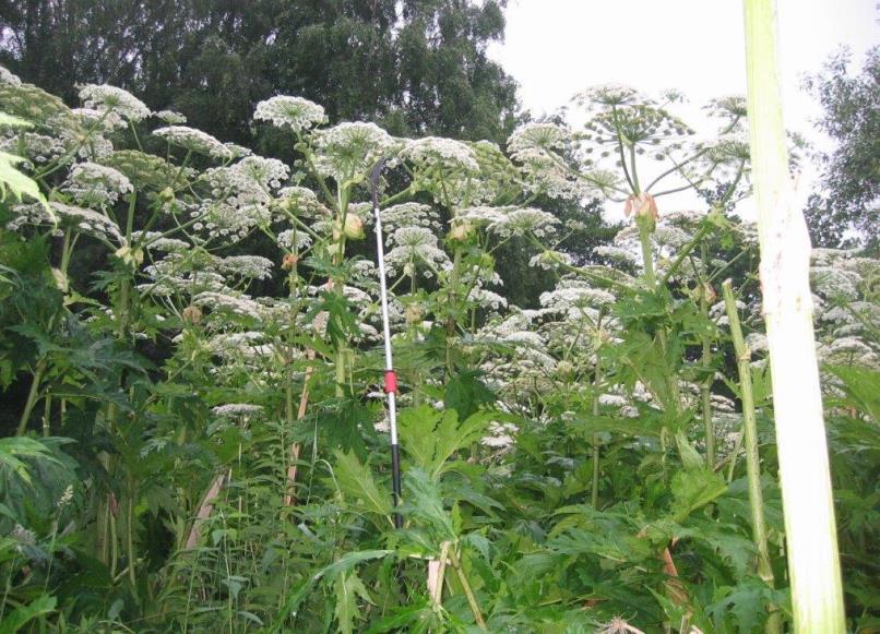 Beskrivning av jätteloka Jättelokan blommar i juni-augusti. Bladen kan bli en meter breda och stjälken kan bli två till fyra meter hög och uppemot tio centimeter i diameter.