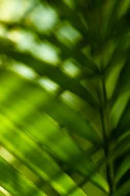 PROAKTIVA PROJEKT Oljepalmen bär frukt året om och är en mycket attraktiv växt att odla för både småskaliga jordbruk och storföretag. Produktionen av palmolja är förenad med stora utma ningar.
