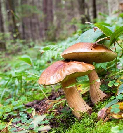 Mjuka Böljan kan verka som ett udda namn på ett parhusområde beläget mitt i skogen i Lerum, miltals från havet.