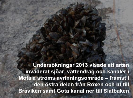 infart av båtar i Göta Kanal. Det finns vissa naturliga fiender men de är få. I Vättern finns möjligheten att t ex sothöna och vigg skulle kunna nyttja vandrarmusslan ned till dykbart djup (11m).
