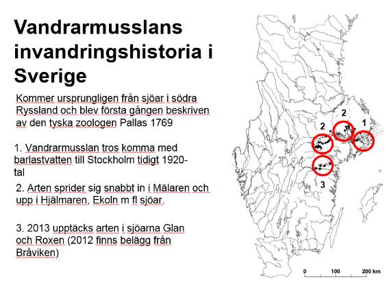 Men svartmunnad smörbult är även den en invasiv art så det vore än mer förödande om den skulle komma i kölvattnet. I dagsläget är det inte känt med förekomst av vandrarmussla i Vättern.