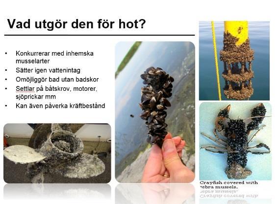 Och som inte det skulle vara nog med vandrarmusslan så förväntas ytterligare arter - t ex kvaggamusslan skulle verkligen vara förödande för ekosystem, avslutade Jakob Bergengren (något uppgivet).