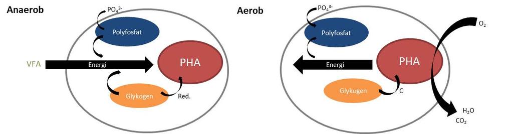 Figur 2.2 I en anaerob miljö tar bio-p bakterierna upp VFA och fosfat frisläpps. I aerob miljö sker ett upptag av fosfat. 2.1.