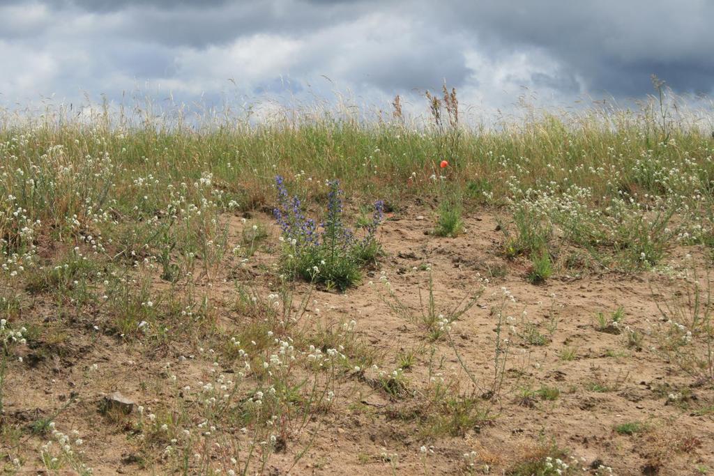En öppen sandmark i inlandet på Revingefältet, Skåne De gräs- eller risklädda sandmarkerna i inlandet med blottlagd sand hyser landets rikaste insektsliv.