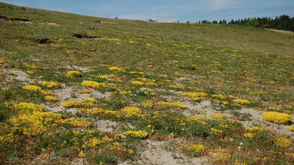 Sandstäpp i full blom på Vitemölla strandbackar, Skåne Sandstäppen är en av Sveriges mest sällsynta habitat med en mycket begränsad utbredning i landet.