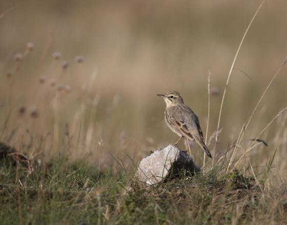 på Öland. Sand Life har röjt igenväxning och blottlagt sanden för att gynna dess värdväxt backtimjan.