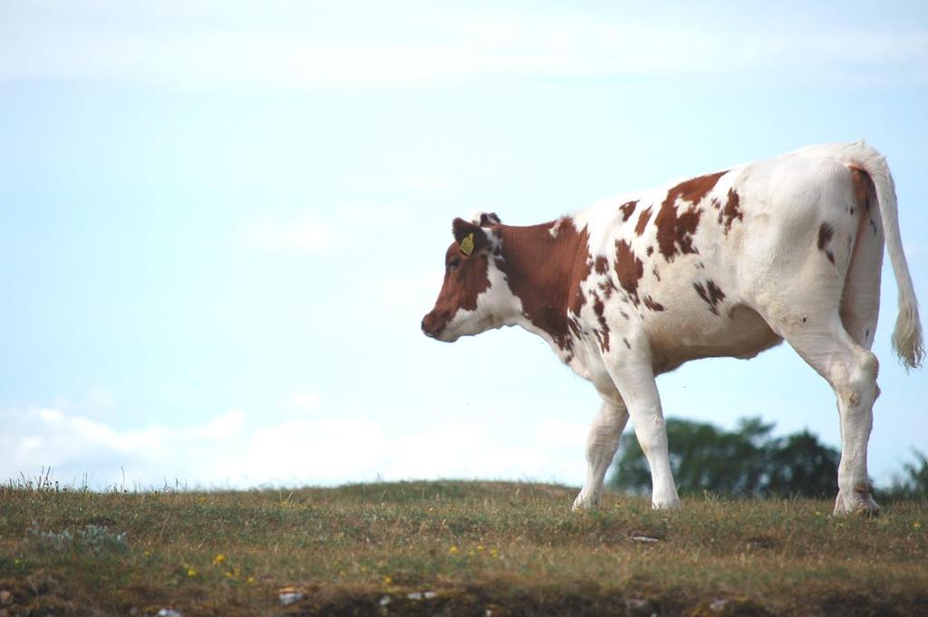 En betande ko på Öland Många av de sandiga gräs- och rishedarna betas idag och betet i sig håller effektivt tillbaka igenväxningen i landskapet.