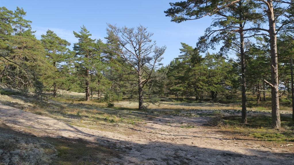 En trädklädd dyn med gläntor vid Bödakustens naturreservat, Öland Innanför den öppna kustdynen har skog börjat växa och en trädklädd dyn breder ut sig.