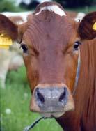 Mjölkgården -4,1,2,3 Krav på minskade växthusgasutsläpp
