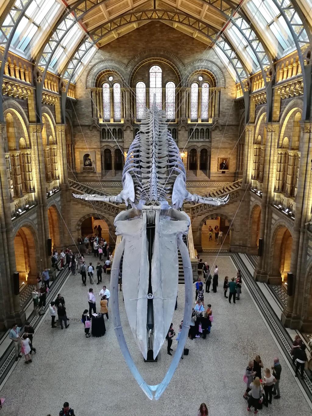 Bild 5. Skelettet av en blåval på Natural History Museum. Foto: Anna Holmbom. Nästa dag var konferensens sista dag.