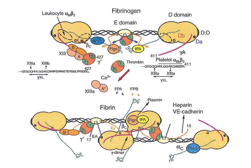 Fibrinogen > 2,0-2,5