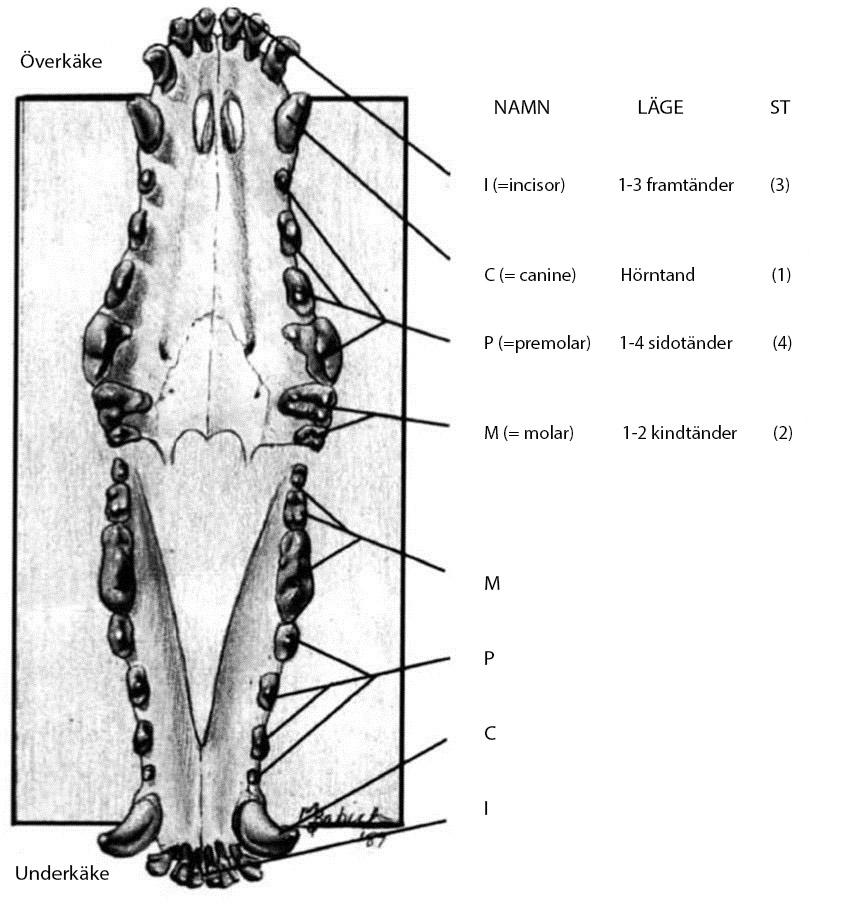 5.3 Tänder, bett och skalle HUNDENS TANDKARTA Tänderna är en del av matsmältningssystemet. Hunden har tänderna av ett rovdjur som är avsedda för att fånga, bita, bära och riva bytet.