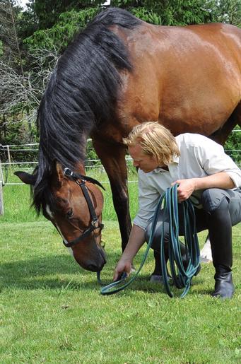 UTVELA RIDNINGEN PÅ HÄSTENS VILLOR Att lära hästen följa linan ger en bra grund för alla ridhästar oavsett disciplin.