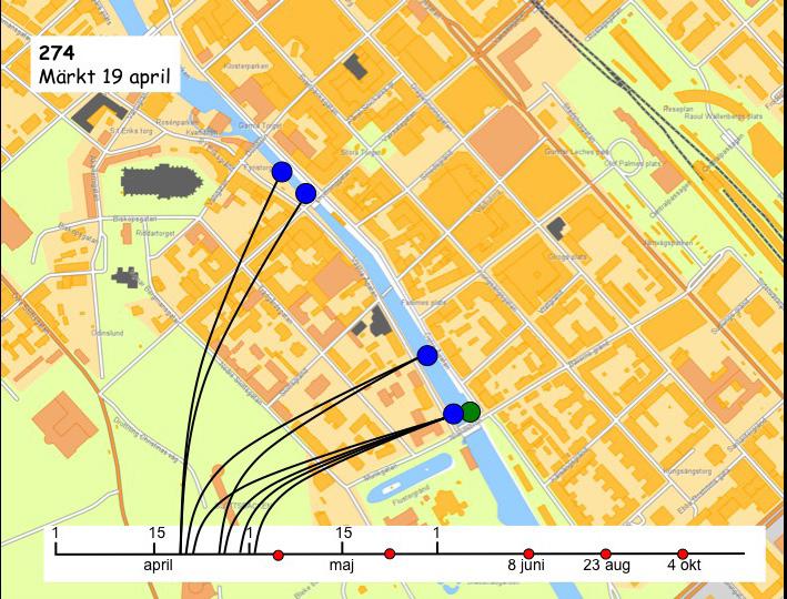 De märkta fiskarna pejlades manuellt till fots i Uppsala, från båt i Ekoln och upp mot Islandsfallet samt med cykel från Ekoln in till Uppsala med en mottagare av märket ATS R410.