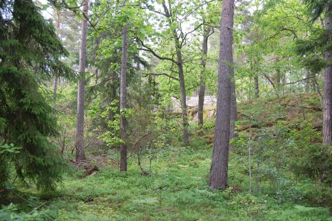 Oskarshamn Sandshult 5:40 Åkermark och betesmark Ca 1 ha betesmark i anslutning till byggnaderna. Skogsmark Fastigheten har 38 ha skogsmark med ett bedömt virkesförråd om ca 6 300 m³sk.