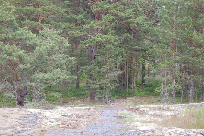 Oskarshamn Sandshult 5:40 Tallskog Sjöutsikt Om Skog & Lantbruk Skog & Lantbruk är