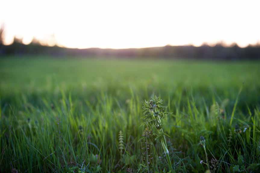 miljö och grön tillväxt Klimatfrågorna är vår största utmaning. Vi tror att vägen framåt går via innovationer och ny teknik.