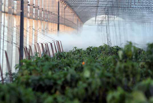 bonde i Indien pesticid-dimma